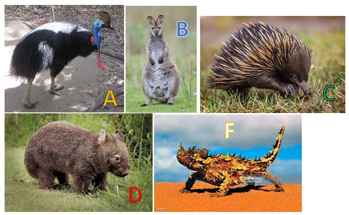Billede af de australske dyr