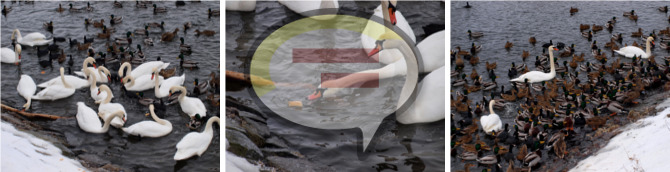 Vánoční krmení kačerů v Žatci IV