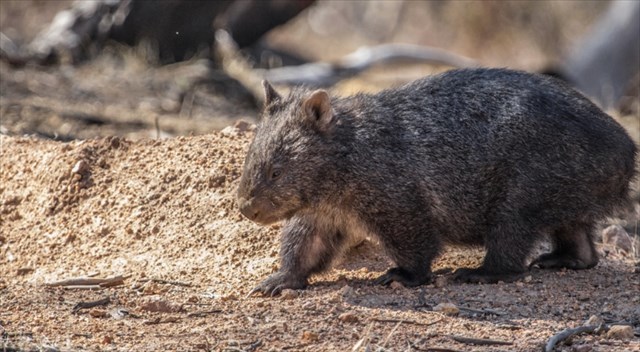 Mount Buffalo Community Celebration Event