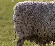 Wollig
