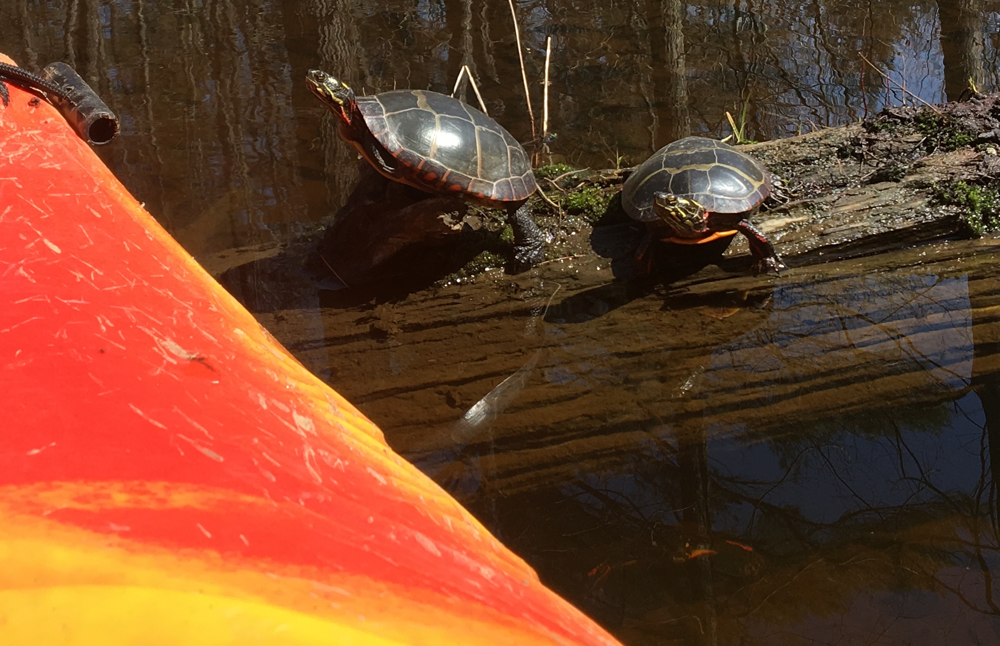 GC6G0DH THBPainted Turtles (Traditional Cache) in New Hampshire