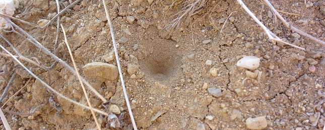 Antlions pit