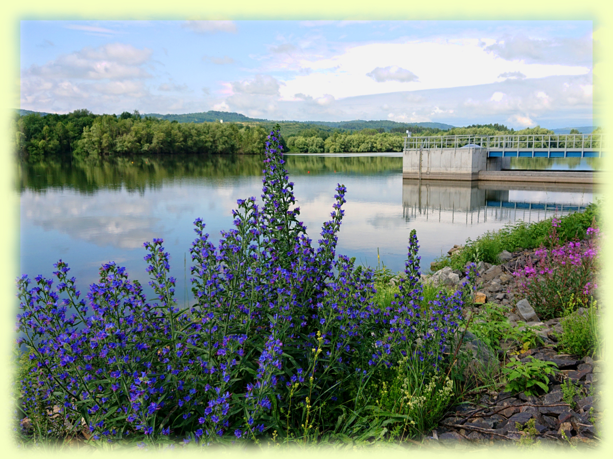 Pohled na vodní nádrž a floru (červenec 2021) Sedlec 2021