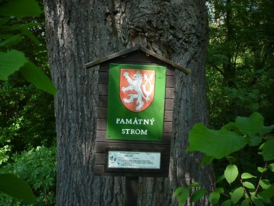 Skupina 8 památných dubů letních