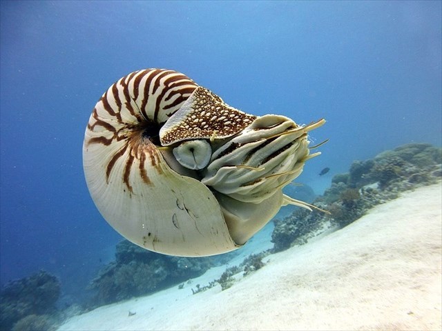 Nautilus