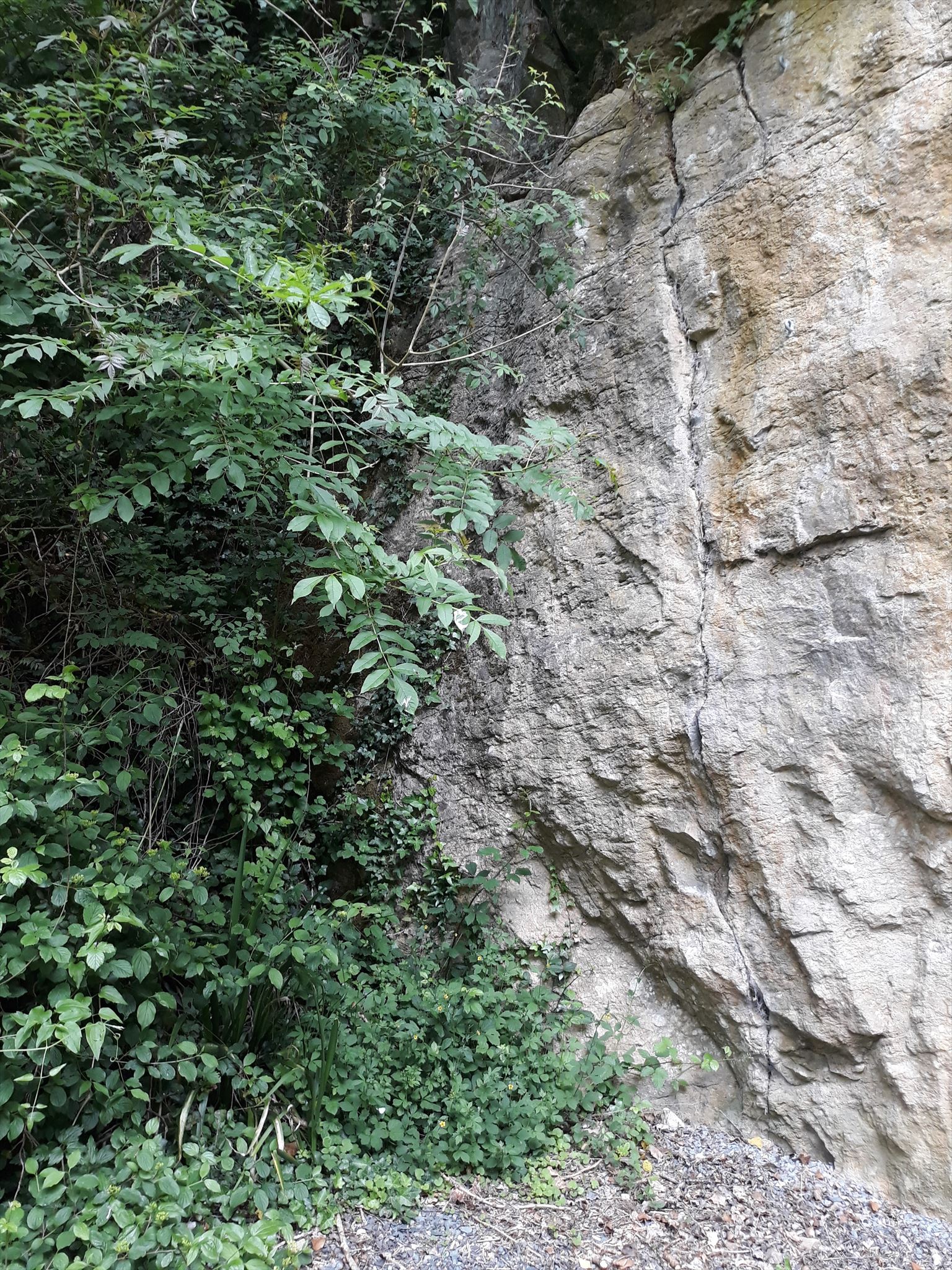 GC88HMG Les Fossiles du Calcaire de Montmartin (Earthcache) in Normandie,  France created by Visyl, image size:1536x2048