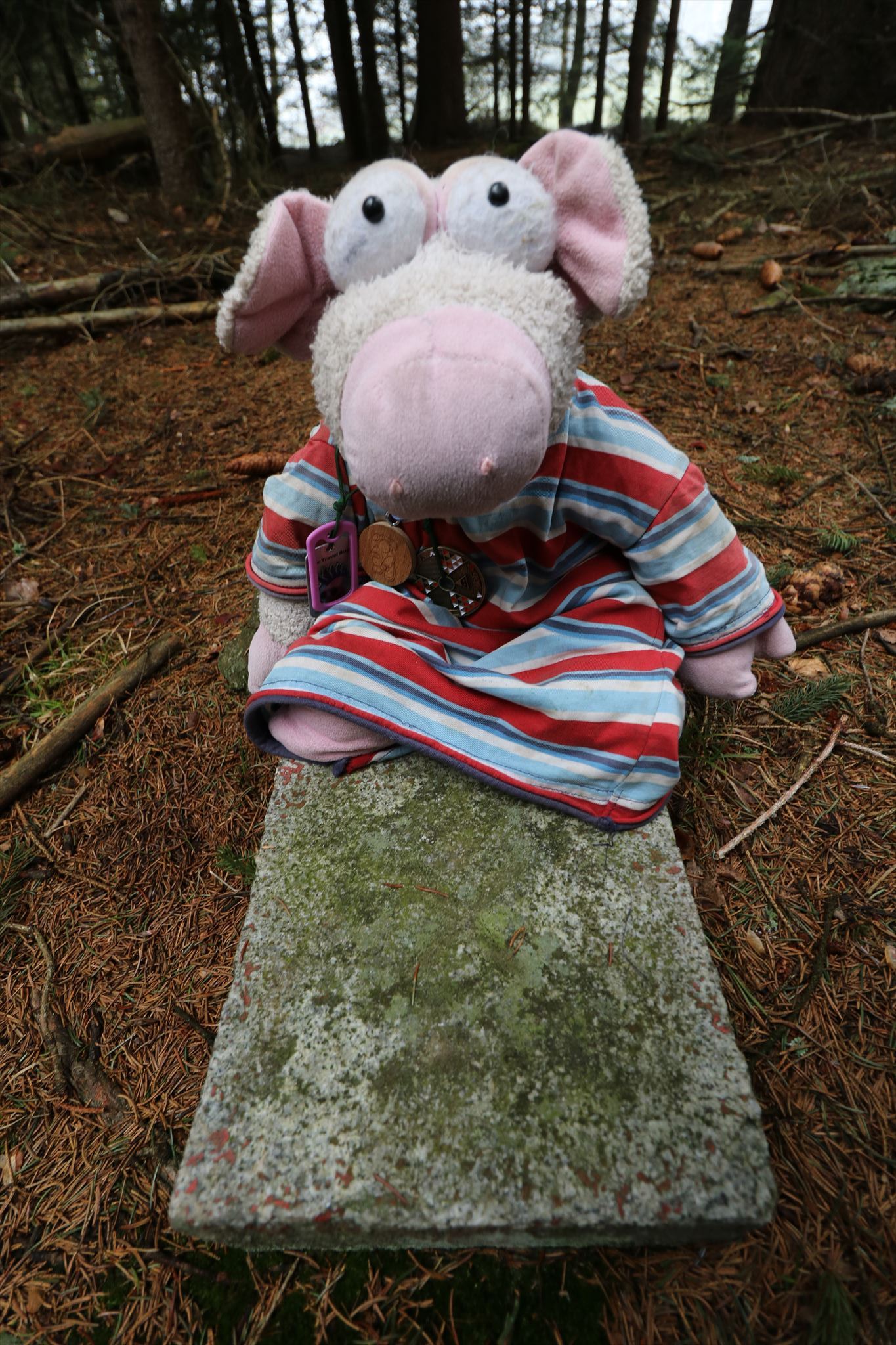 Piglik na vrcholu hory