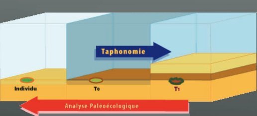 Taphonomie