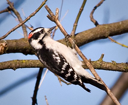 WPL17-2: Downy Woodpecker