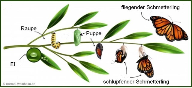 Metamorphose Metamorphose