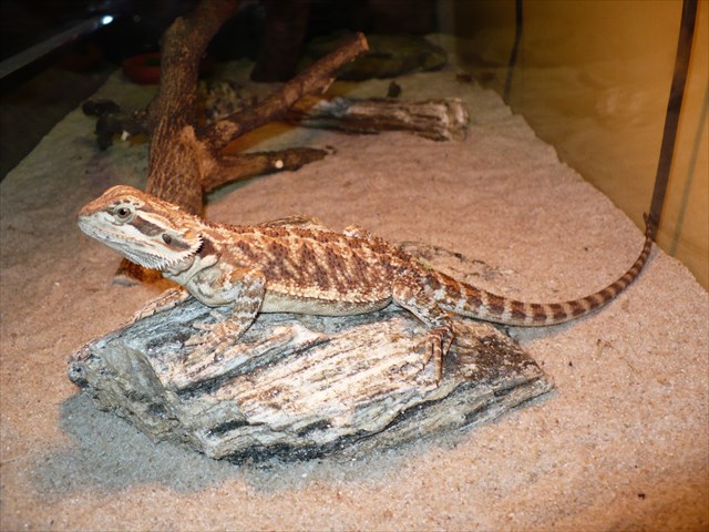 Monty