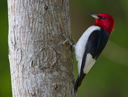 WPL17-1: Red-headed Woodpecker