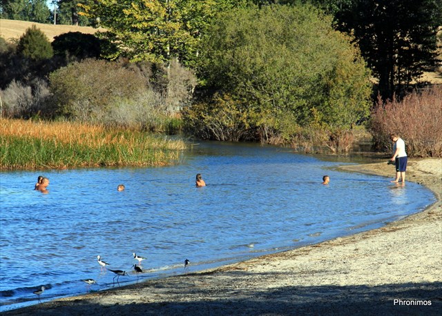 Lake Rerewhakaaitu in Summer