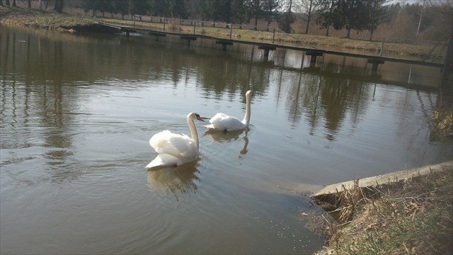 Swan Lake