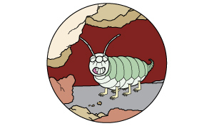 Petrophaga lorioti via motis