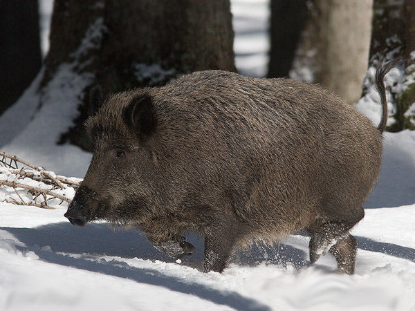 Fotograrie Prasete 2