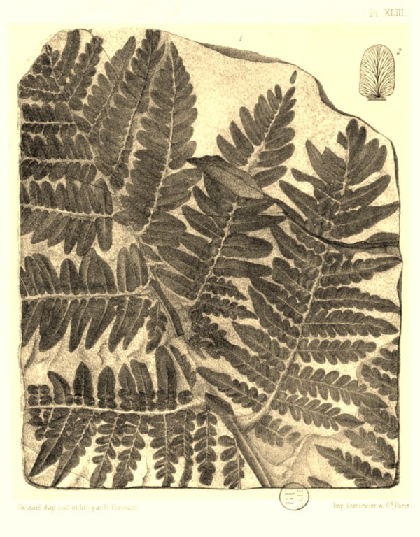 Nevropteris