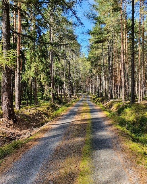 lesní asfaltka mezi Kostelíkem a odbočkou na Lom