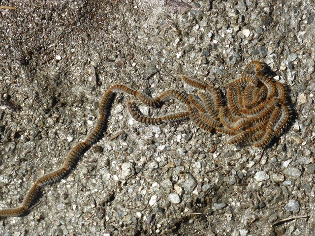 géocaching chenilles