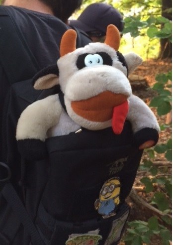 Cow im Rucksack