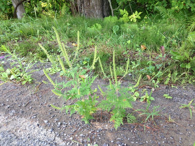 GC6QJXH Ragweed (Traditional Cache) in New York, United States created ...