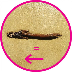 la flèche
