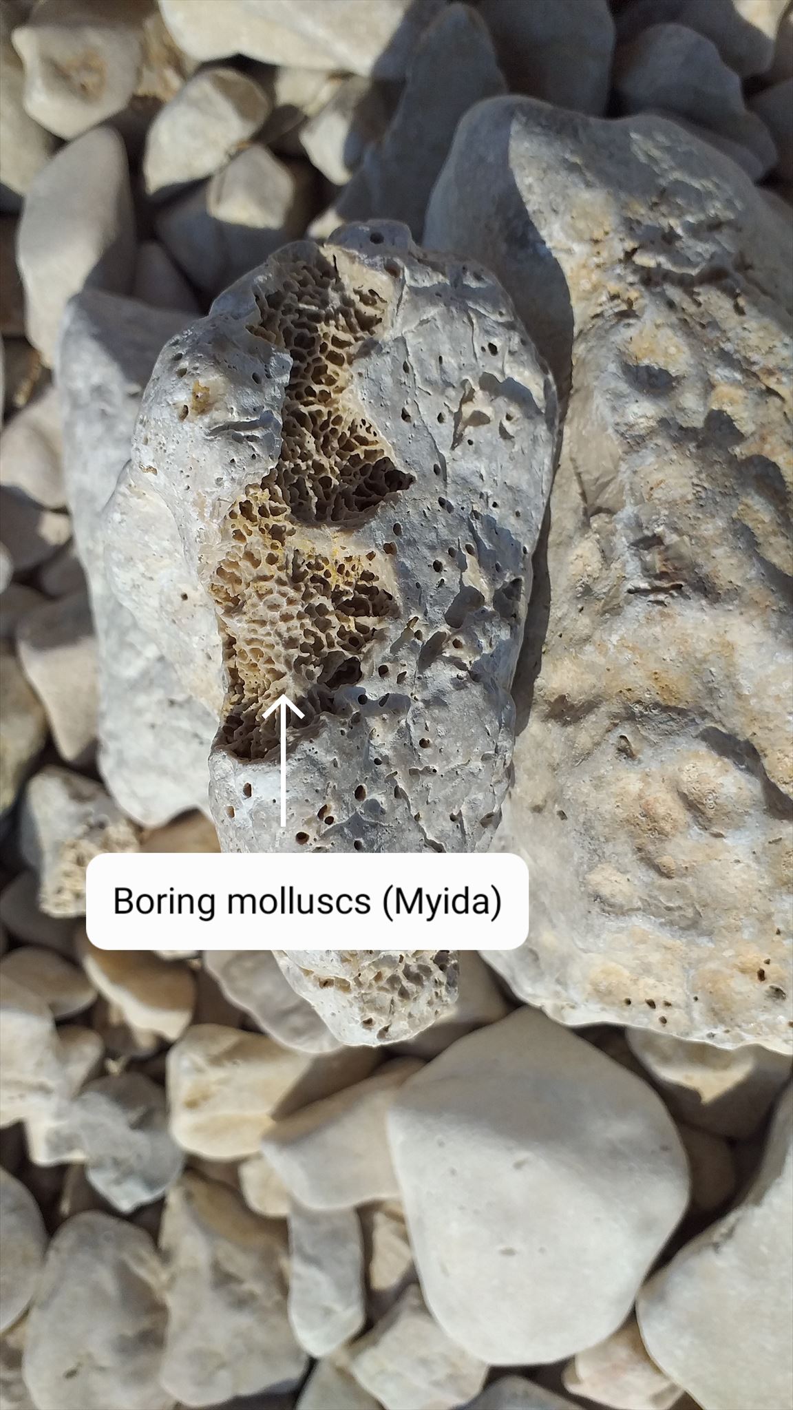 Boring molluscec