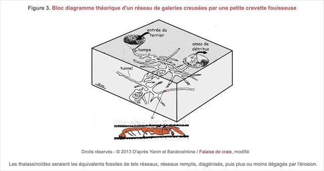crabe fouineurs