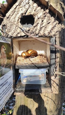 Mystery of Golden Eggs