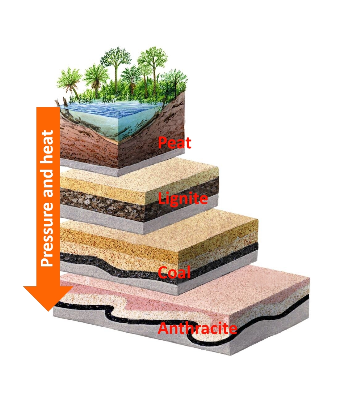 The formation of coal
