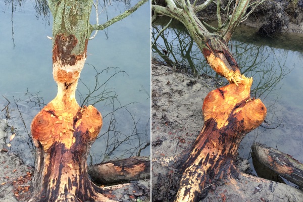 Baum: Vorher - Nachher Baum: Vorher - Nachher