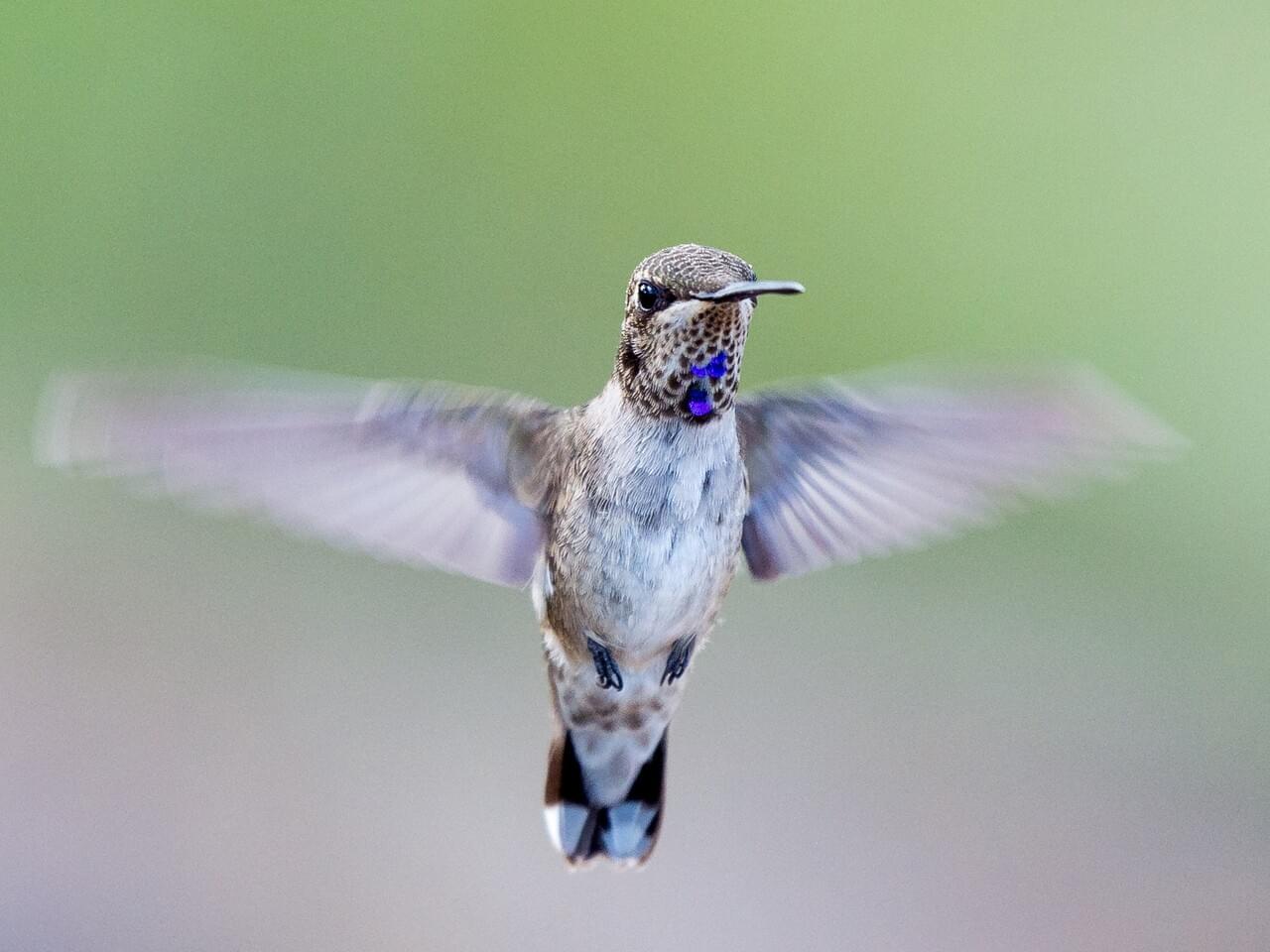 Black-chinned Hummingbird