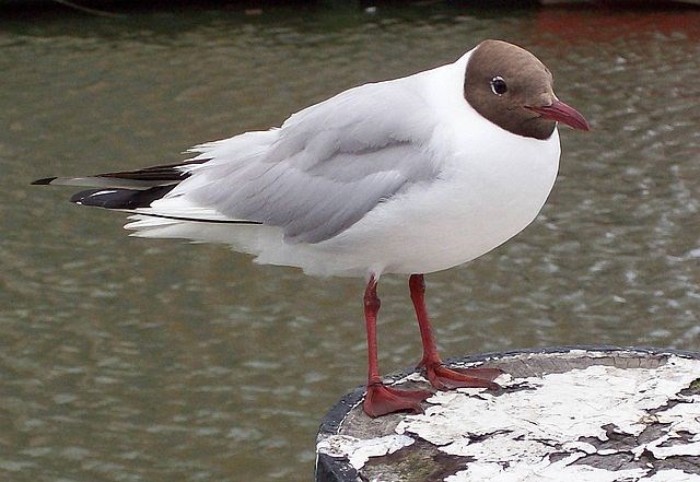 Möwe 1