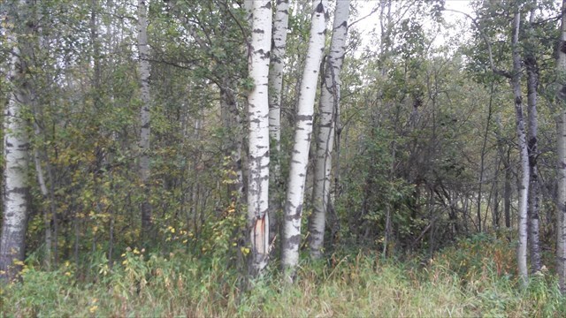 Birch trees