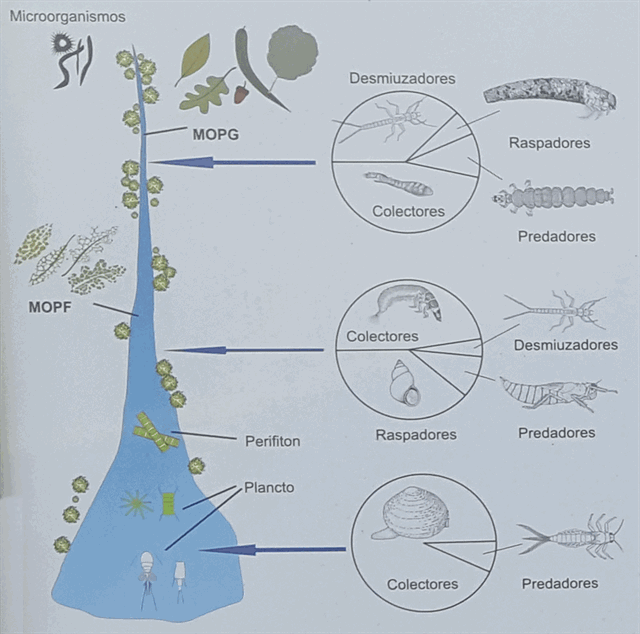 Biodiversidade no río.
