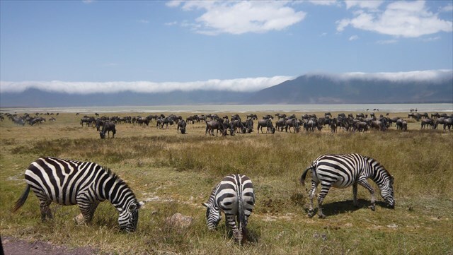 Ngorongoro