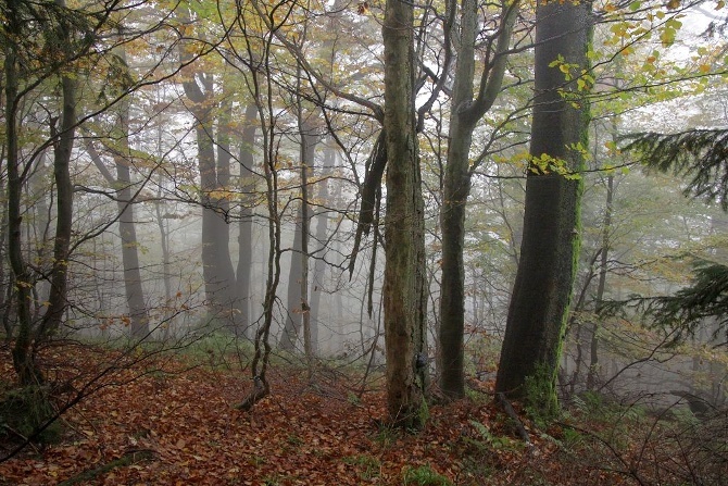 Les v NPR Radhošť Pohled na les v NPR Radhošť