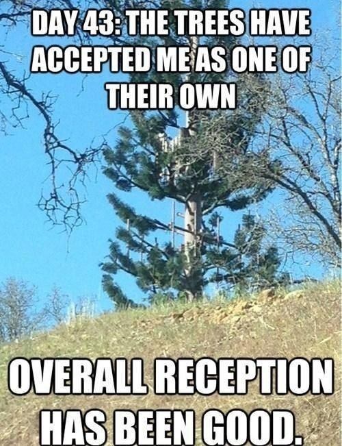 Electronic Evergreen