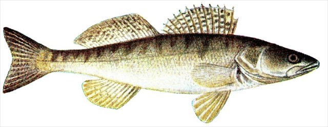 Fisch1
