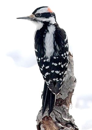 WPL17-3: Hairy Woodpecker