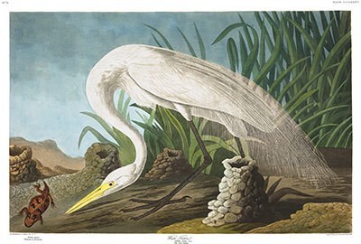 Audubon Painting of White Heron or American Egret