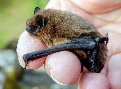 Bumblebee Bat