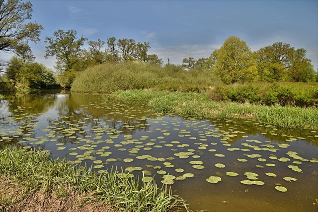 Slepé rameno Lužnice