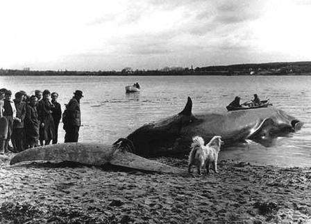 Hvalen i Lunkebugten