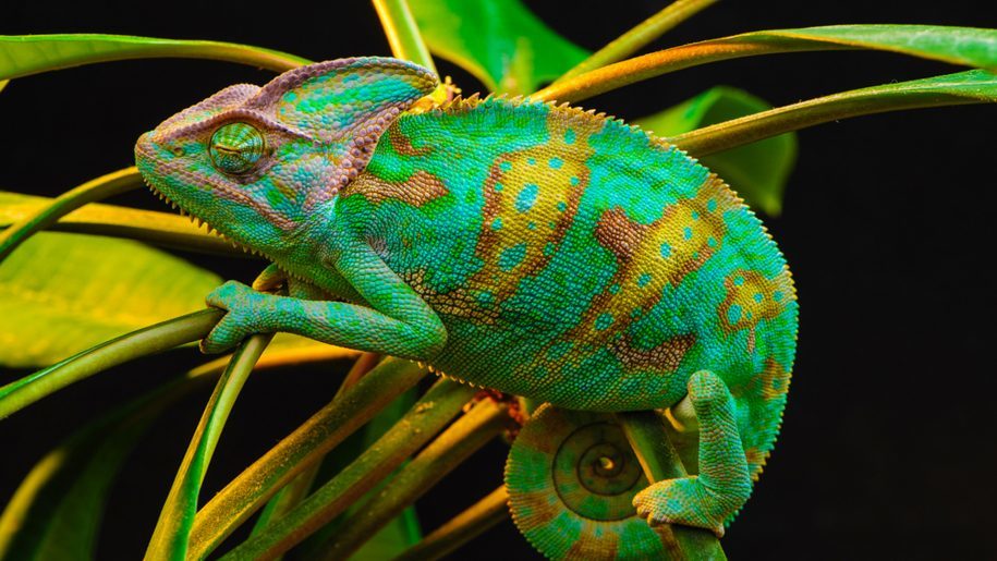 chameleon jemenský