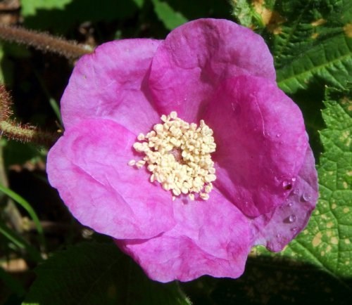 GC6NETJ Purple Flowered Raspberry (Traditional Cache) in New York ...