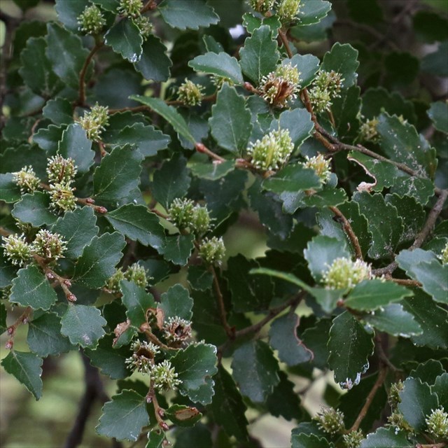 GC657Y7 NZ Native Trees 16 Tawhai (Upper Hutt) (Traditional Cache) in North Island, New