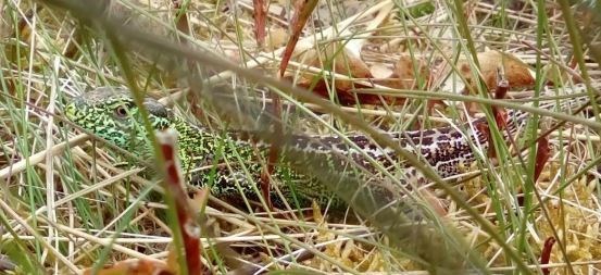 [Spidsplettet libel]