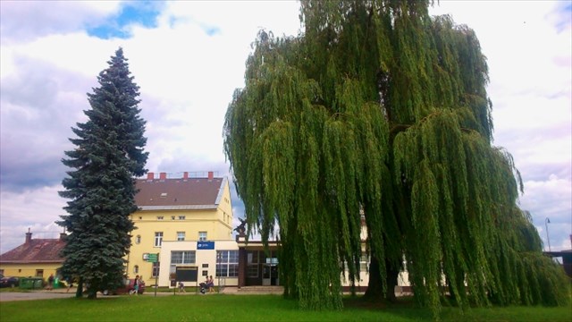 Nádražní vrba v létě