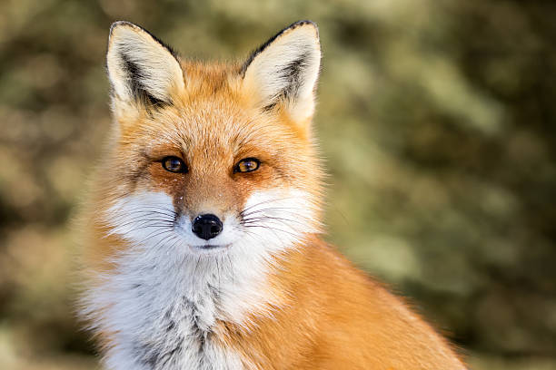 Red Fox